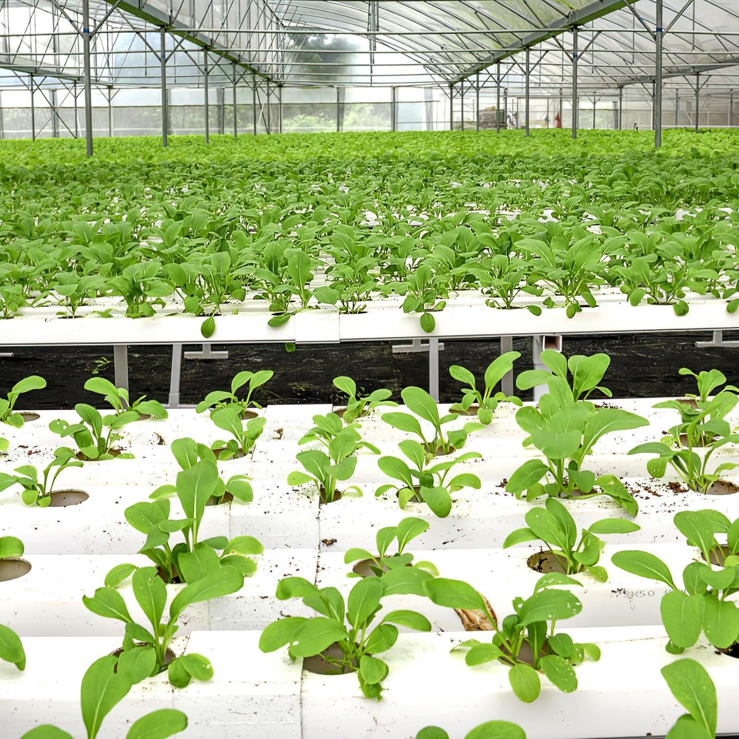 DOITOOL Hydroponic Topf : 100 Stücke Garten Net Pot Netztopf Tasse Töpfe Kunststoff Hydrokultur Net Topf Netztöpfe Eimer Korb Für Hydrokultur Liefert (Weiß 3 4X3 5X1 7 cm)